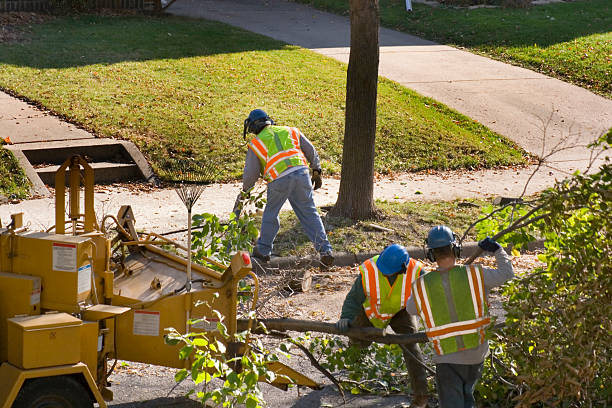 Best Professional Tree Care  in Oxon Hill, MD